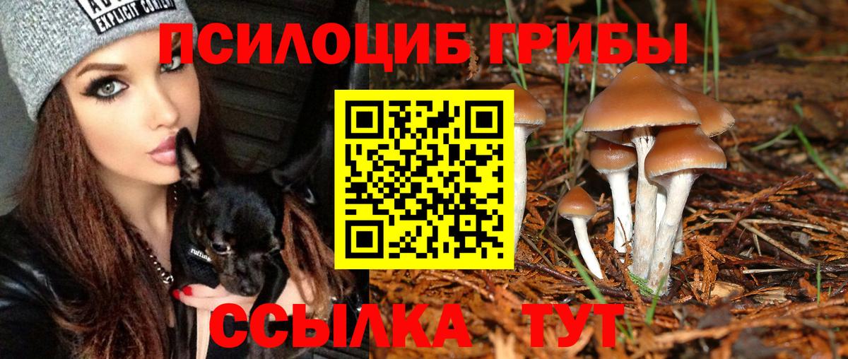 Галлюциногенные грибы Psilocybe Котлас